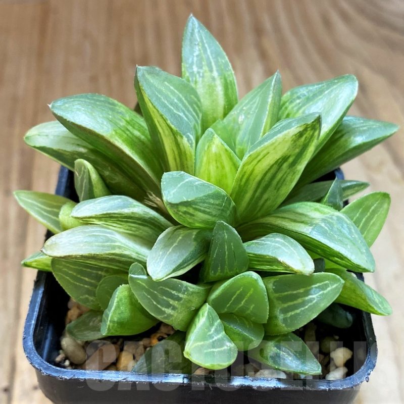 SH12735 Haworthia retusa f. variegata