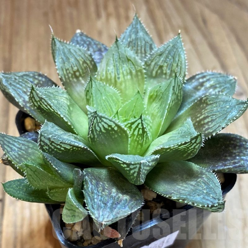 SH12739 Haworthia 'Mirror Ball' hybrid