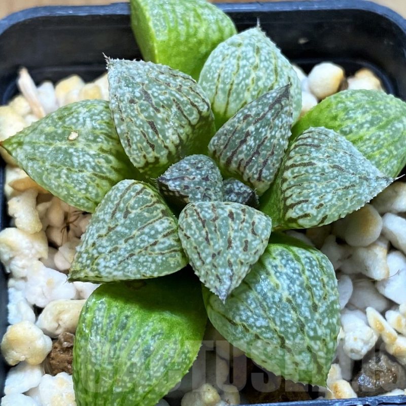 SH12742 Haworthia picta