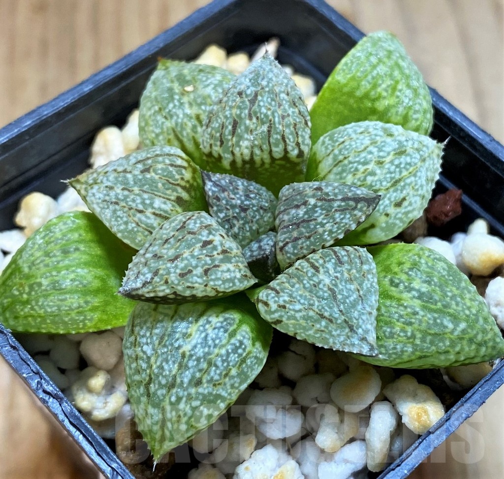 SH12742 Haworthia picta - immagine 2