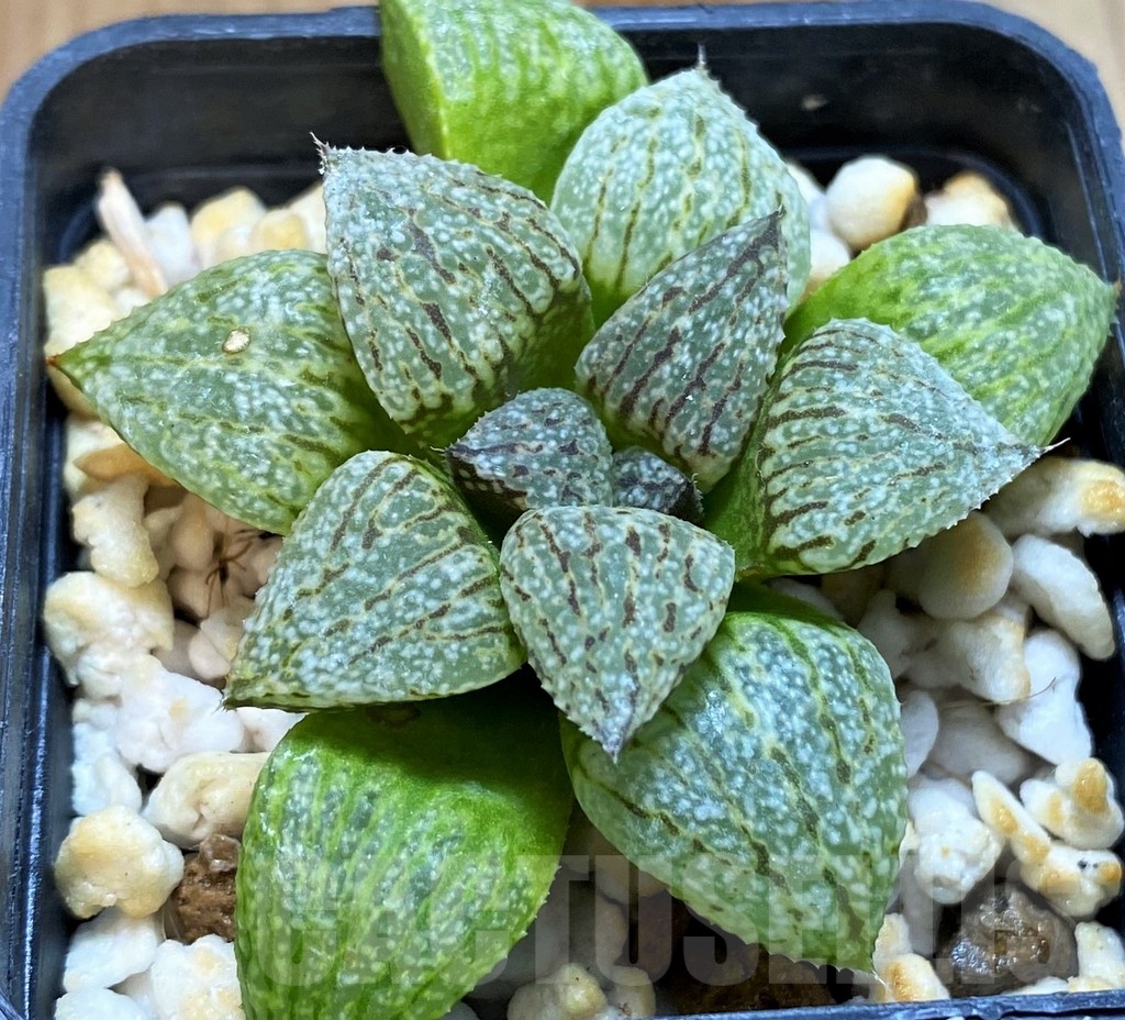 SH12742 Haworthia picta