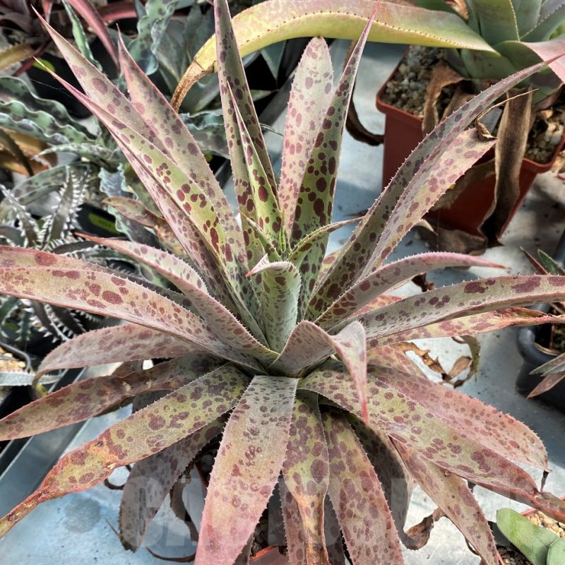 SH12819  Mangave 'Pineapple Express'