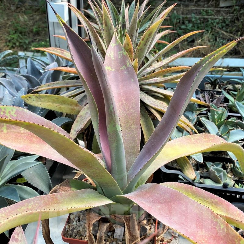 SH12820  Mangave 'Mission to Mars'