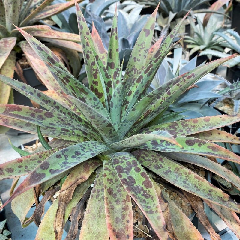 SH12822  Mangave 'Pineapple Express'