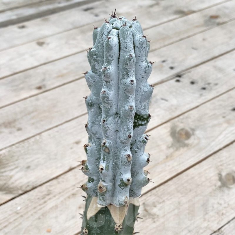 SH1289 Stenocereus beneckei, grafted