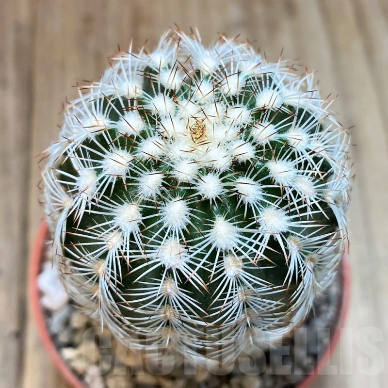 SH1293 Echinocereus reichenbachii SH?