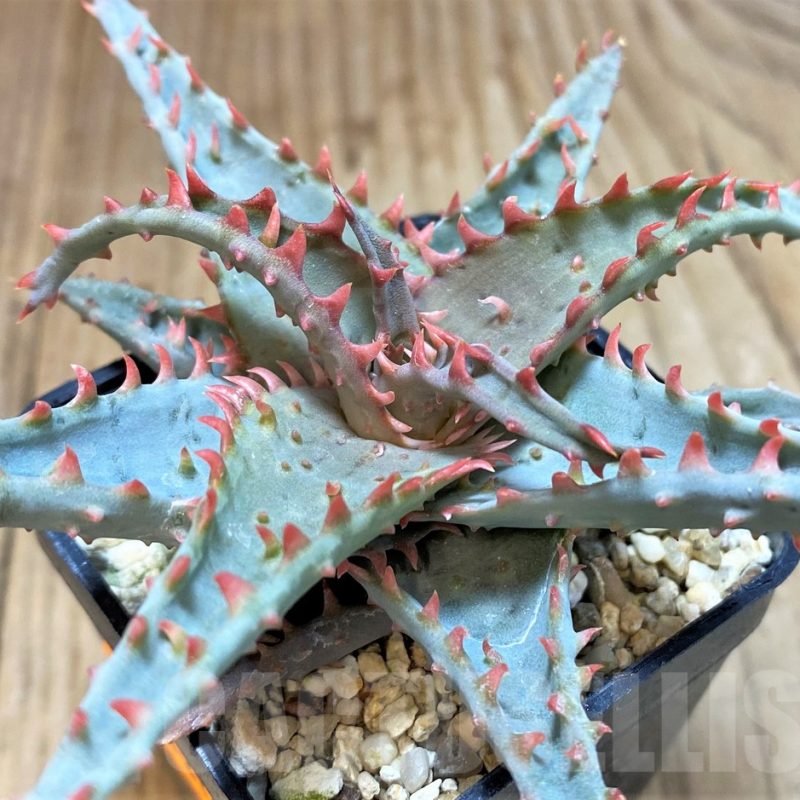 SH1310 Aloe TCT hybrid