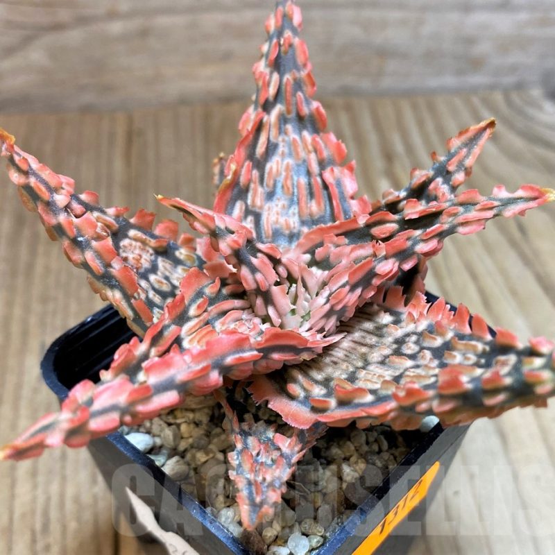 SH1312 Aloe TCT hybrid