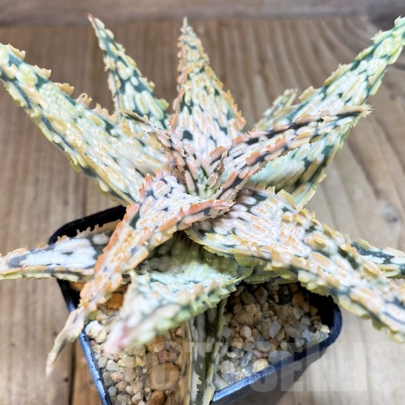 SH1314 Aloe TCT hybrid