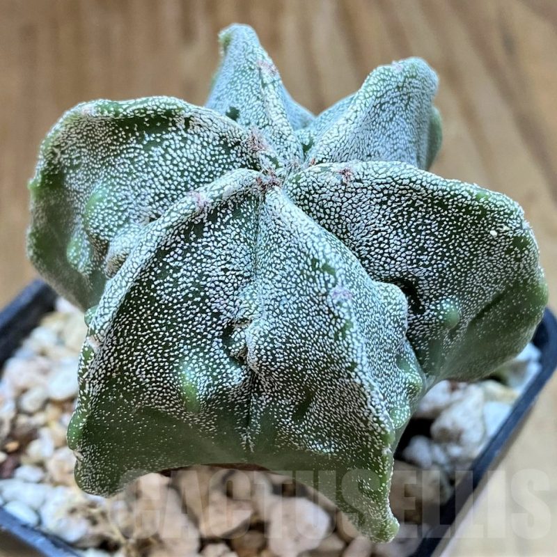SH13402 Astrophytum myriostigma hybrid, 6-ribs