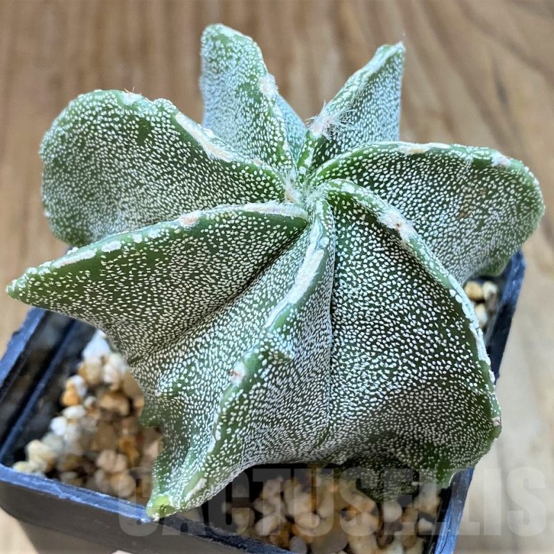 SH13405 Astrophytum myriostigma hybrid, 7-ribs