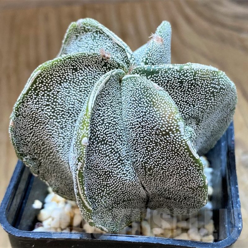 SH13408 Astrophytum myriostigma hybrid 6-ribs