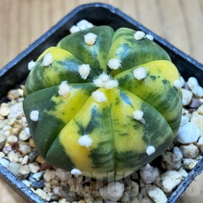 SH13410 Astrophytum asterias f. variegata