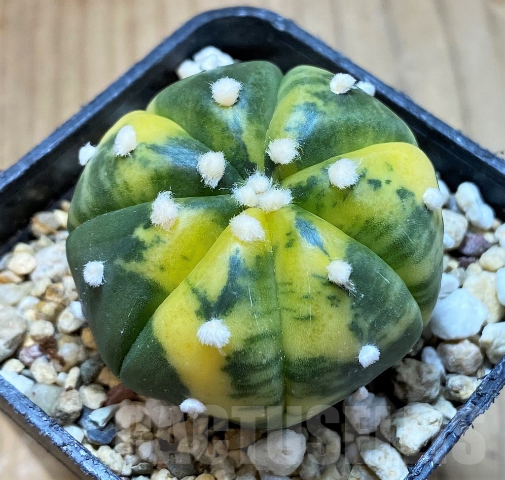SH13410 Astrophytum asterias f. variegata