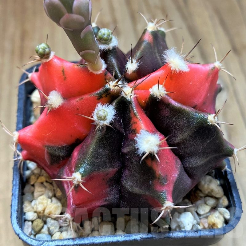 SH13413 Gymnocalycium mihanovichii f. variegata, seedling