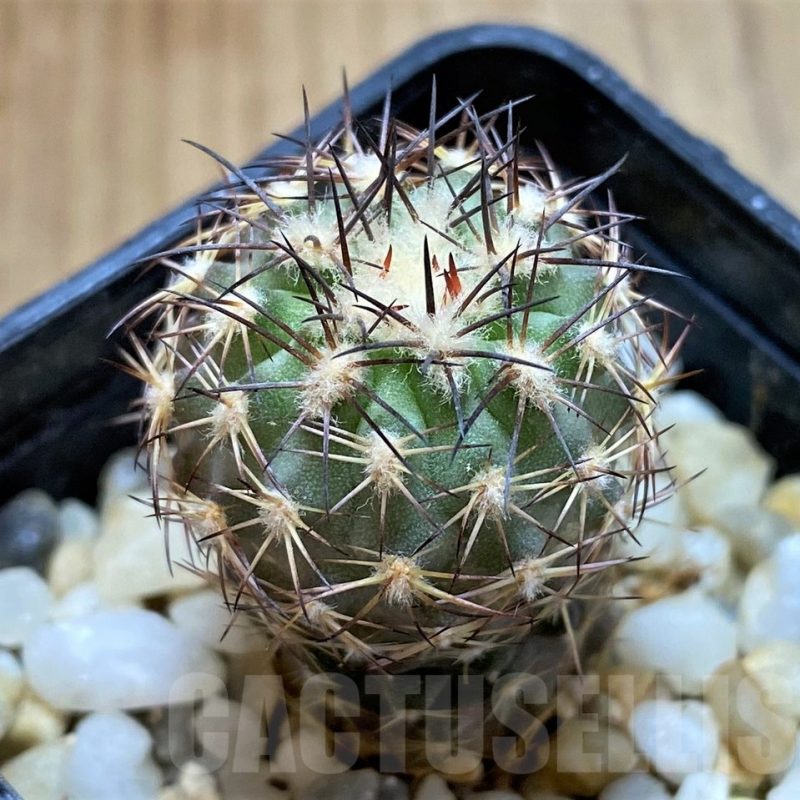 SH13419 Neoporteria islayensis f. molendensis KK681