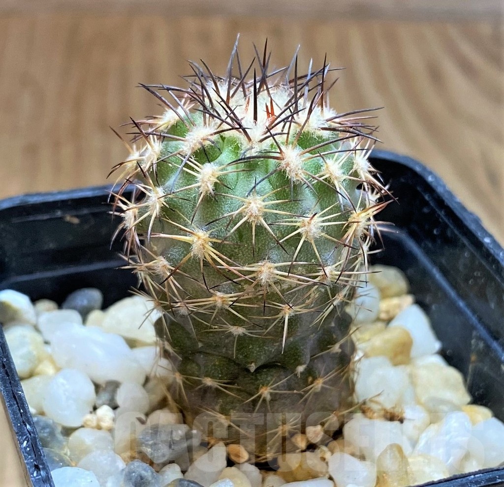 SH13419 Neoporteria islayensis f. molendensis KK681 - Image 2