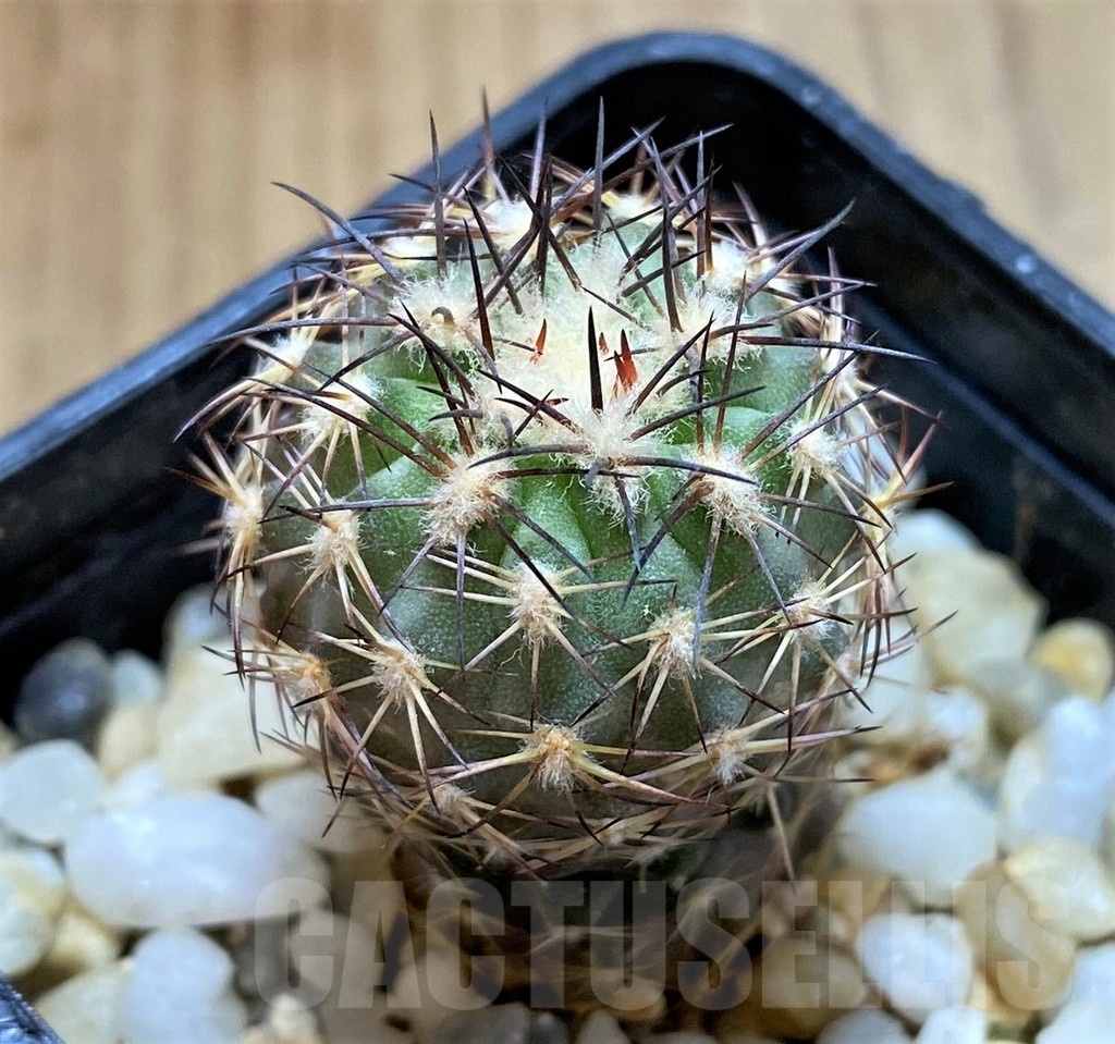 SH13419 Neoporteria islayensis f. molendensis KK681