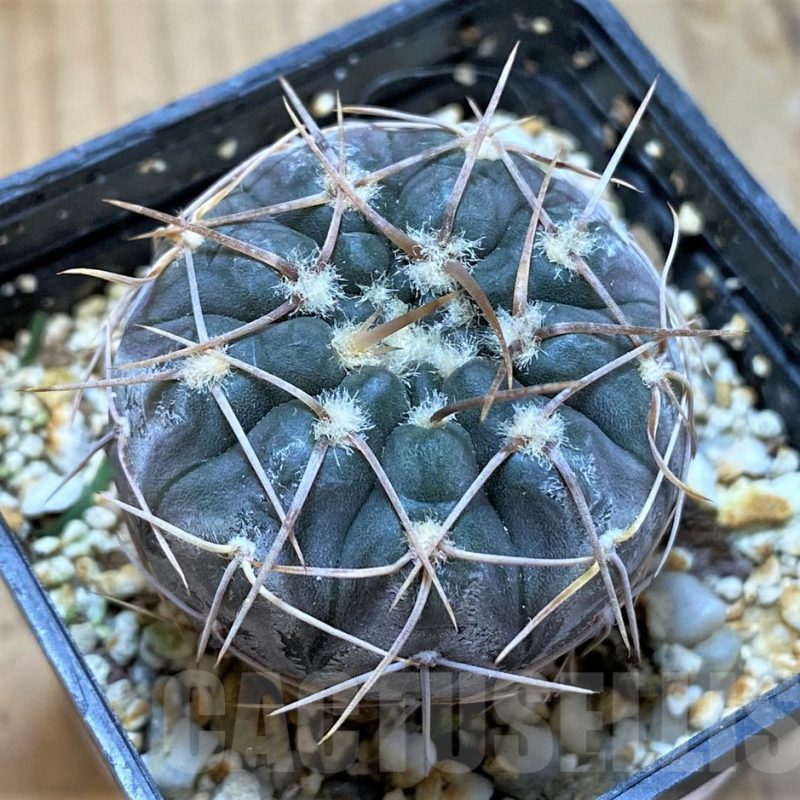 SH13423 Gymnocalycium borthii ssp. nogolense VG 411