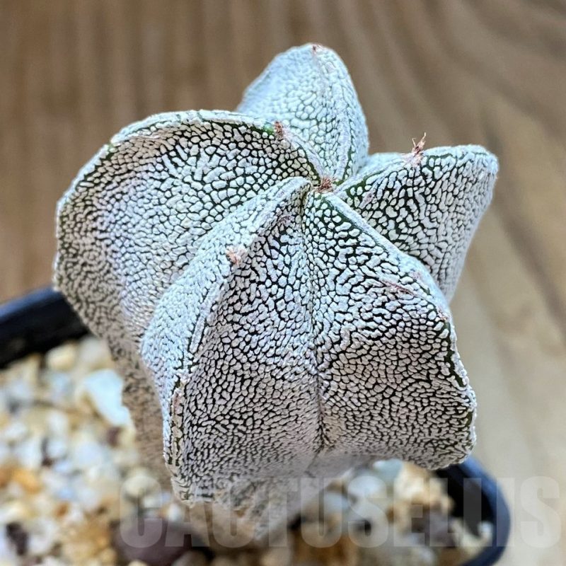 SH13424 Astrophytum myriostigma ‘Onzuka’