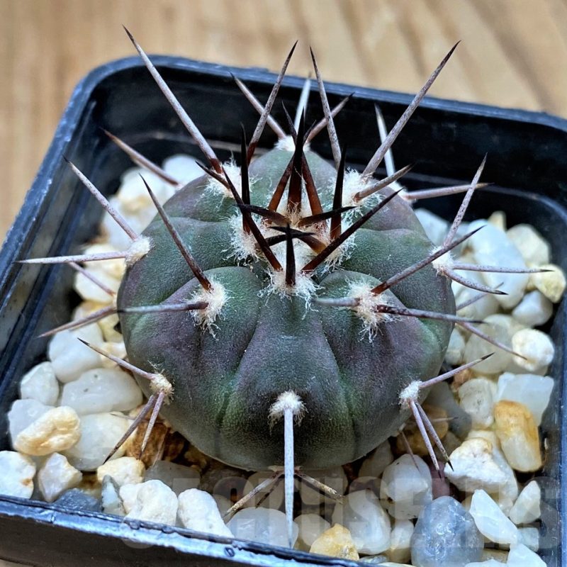 SH13434 Gymnocalycium castellanosii v. bozsingianum P205