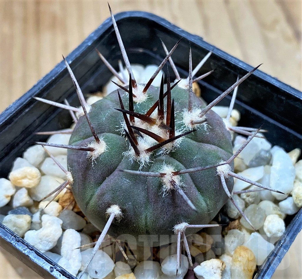 SH13434 Gymnocalycium castellanosii v. bozsingianum P205 - Image 2