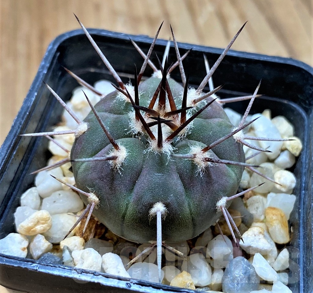 SH13434 Gymnocalycium castellanosii v. bozsingianum P205