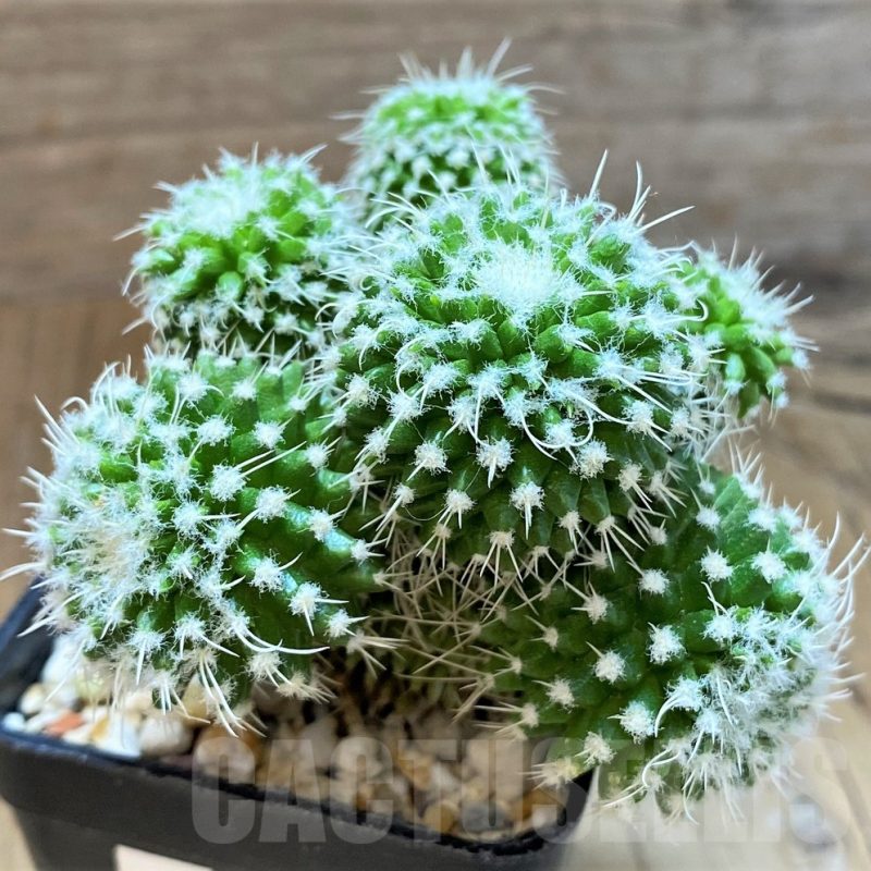 SH13439 Mammillaria nejapensis f. monstrosa