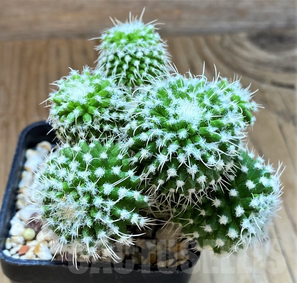 SH13439 Mammillaria nejapensis f. monstrosa - Image 3