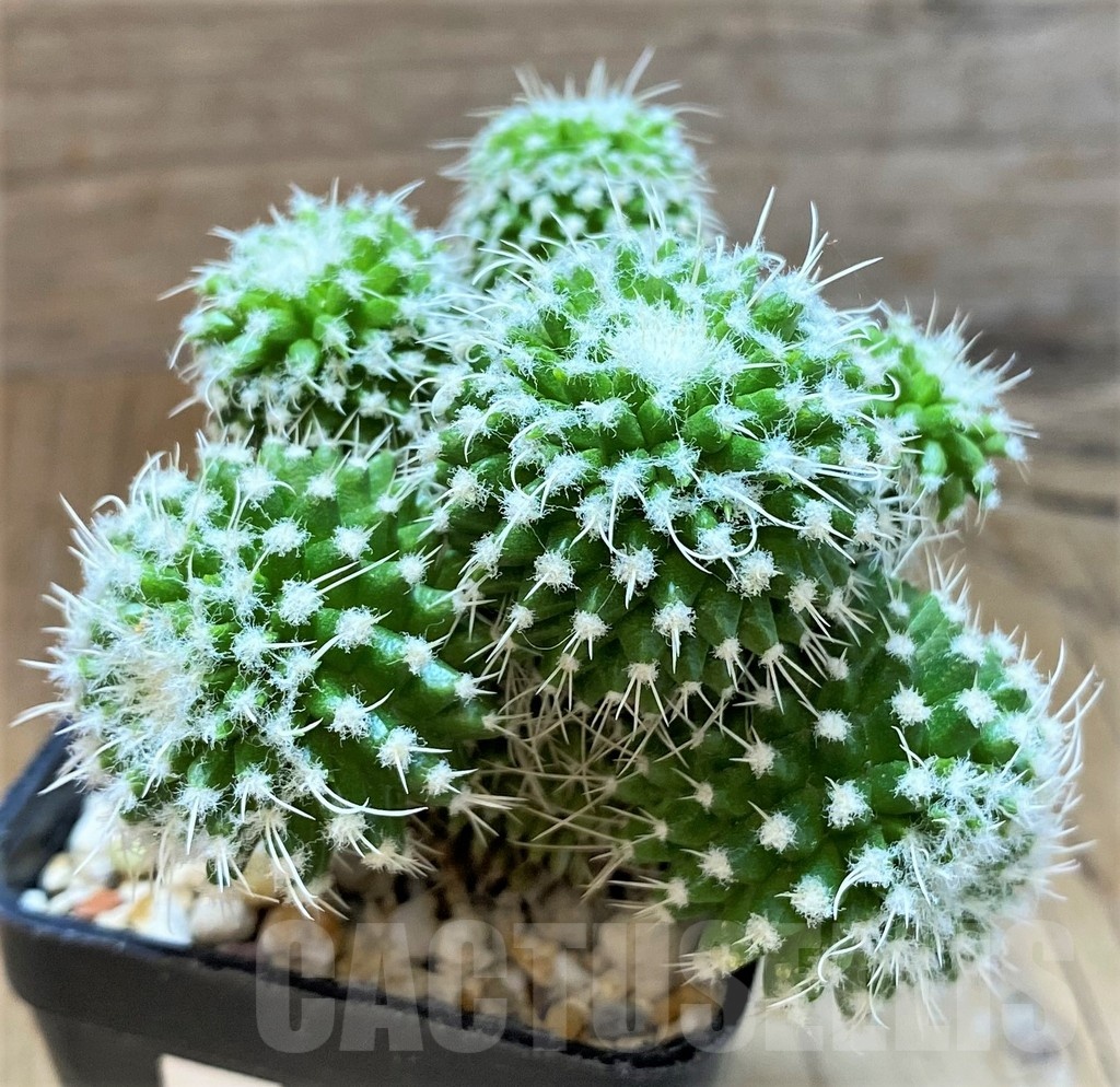 SH13439 Mammillaria nejapensis f. monstrosa