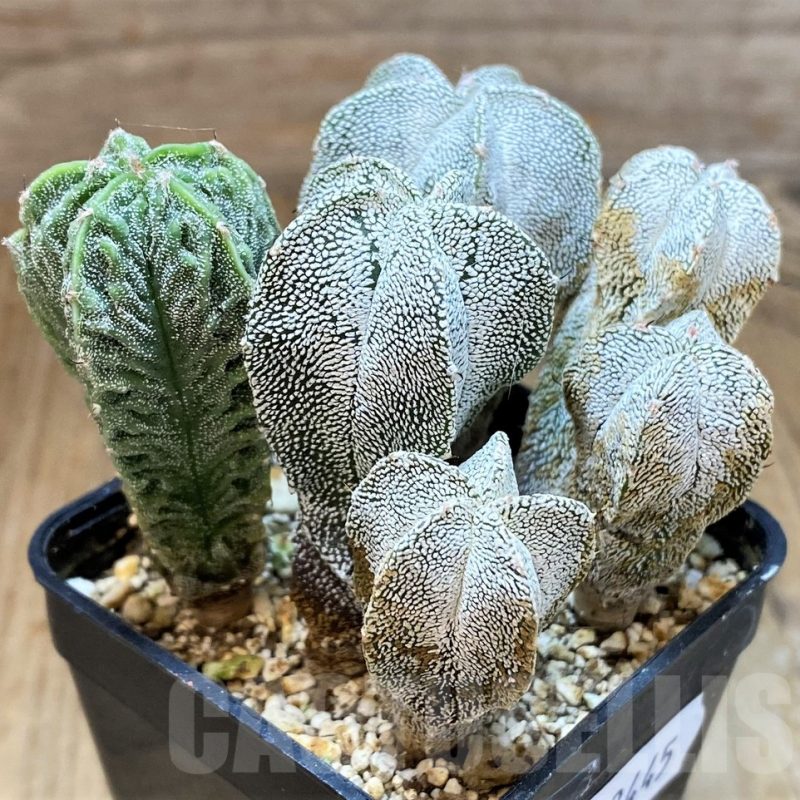 SH13445 Astrophytum myriostigma mix