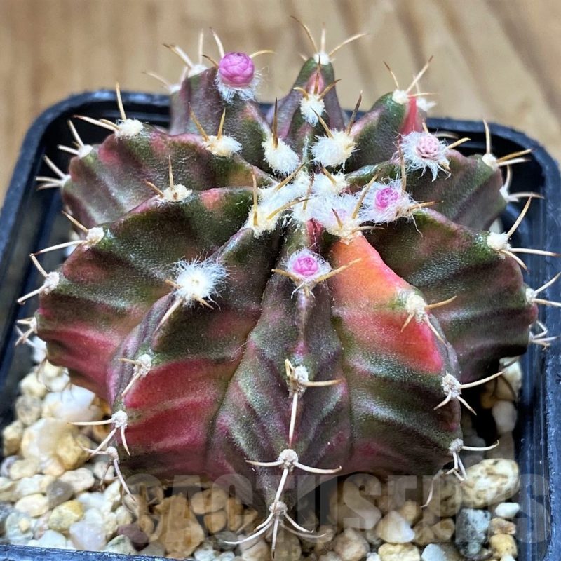 SH13450 Gymnocalycium mihanovichii ‘Fantasia’