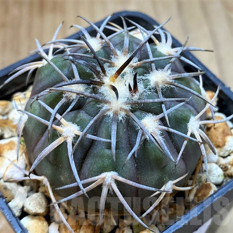 SH13453 Gymnocalycium spegazzinii v. major