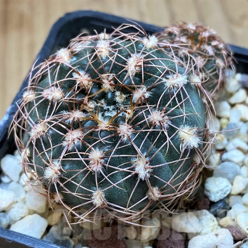 SH13458 Gymnocalycium bruchii v. hossei