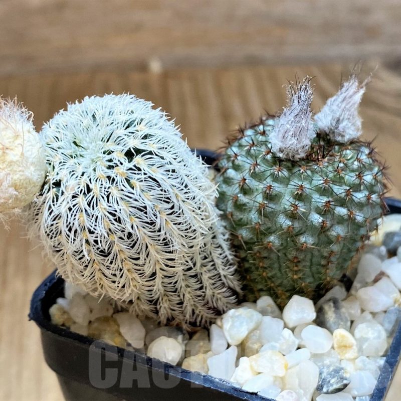 SH13466 Frailea mix, 2 plants