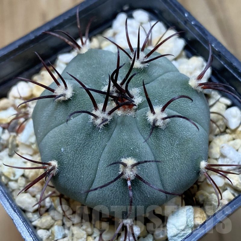 SH13501 Gymnocalycium cabreraense VOS 2122