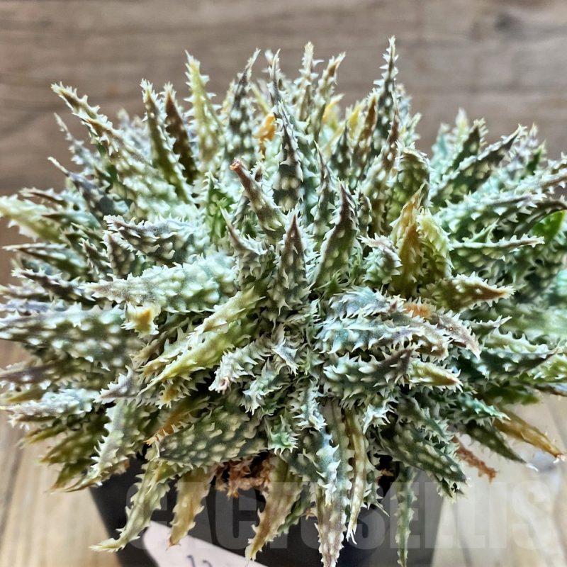 SH13622 Aloe hybrid f. cristata