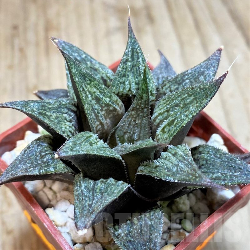 SH1363 Haworthia 'Anna Cocozza' x 'Metarica'