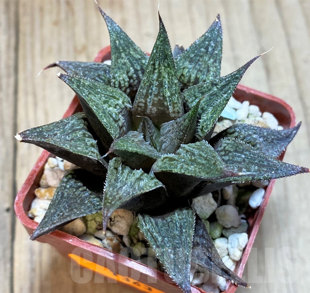 SH1363 Haworthia 'Anna Cocozza' x 'Metarica' - Image 2