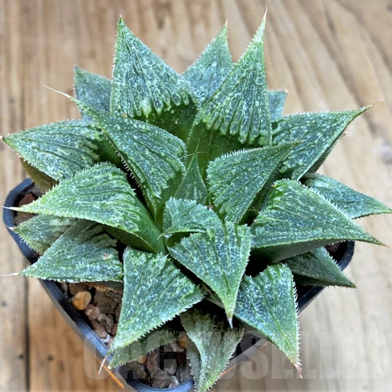 SH1365 Haworthia wimii hybrid