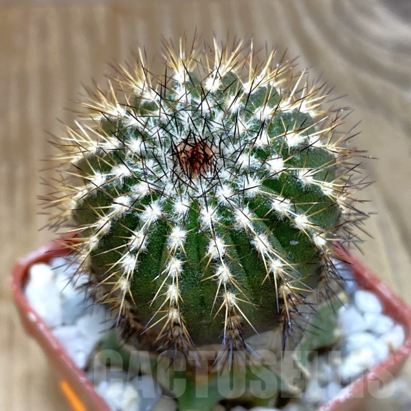 SH1372 Uebelmannia pectinifera v. multicostata R38, grafted