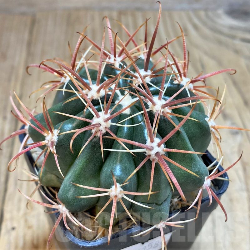 SH140 Ferocactus fordii