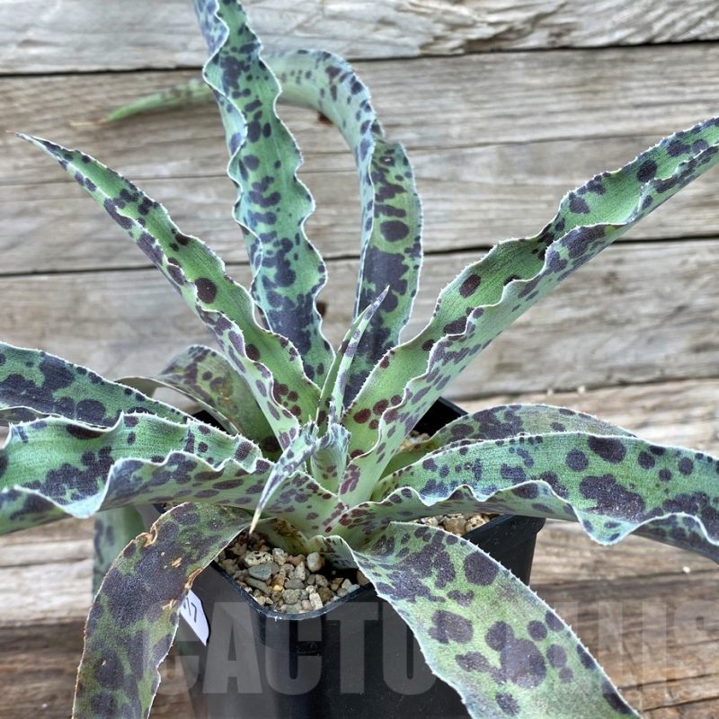 SH14017 Mangave 'Chocolate Chip'