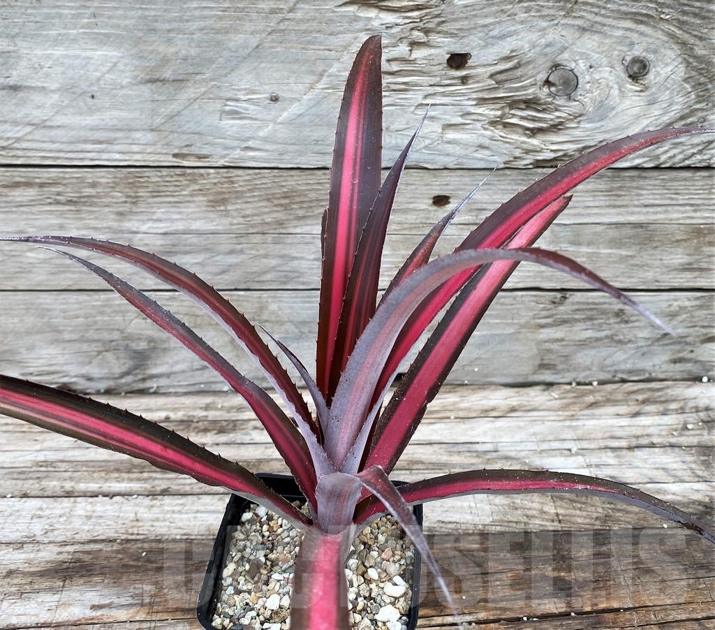 SH14018 Biltanthus 'Red Burst' - Image 3