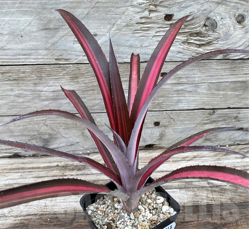 SH14018 Biltanthus 'Red Burst' - Image 2