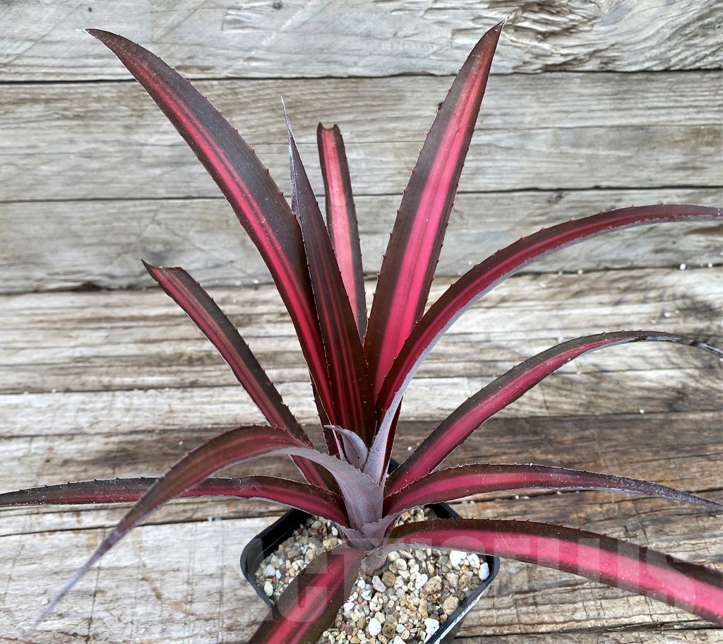SH14018 Biltanthus 'Red Burst'