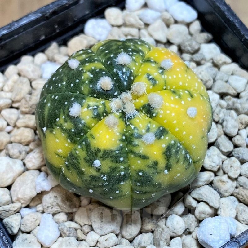 SH1414 Astrophytum asterias f. variegata