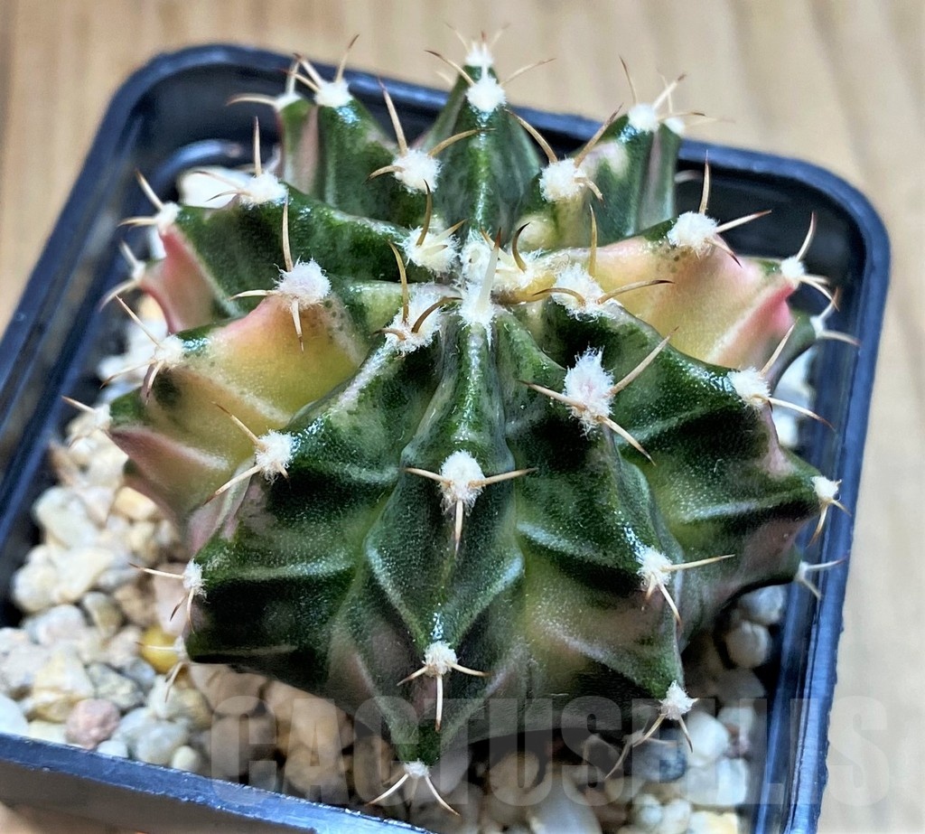 SH1415 Gymnocalycium mihanovichii 'Fantasia'