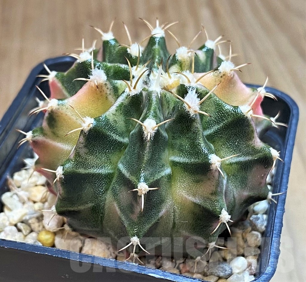 SH1415 Gymnocalycium mihanovichii 'Fantasia' - Image 2