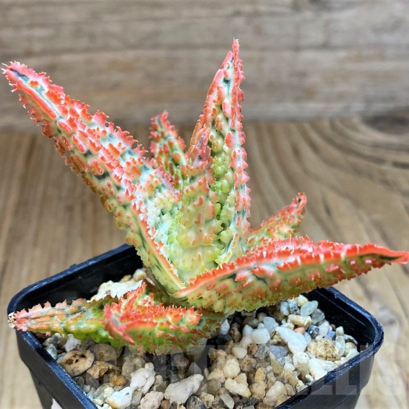 SH14203 Aloe TCT hybrid
